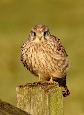 Vrouwtje torenvalk zat mooi te wezen op een hekje in polder Arkemheen.