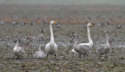 In het Lauwersmeergebied zijn al weer grote groepen wilde zwanen aangekomen om hier te overwinteren. Op de foto een gezin met de ouders met hun vier jongen...