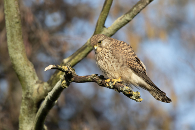 Ter vergelijking dezelfde foto zowel hier als in de testomgeving op vogelskijken.nl geplaatst in respectievelijke 1024px en 1600px. Exact dezelfde bewerking toegepast.
Deze Torenvalk zat redelijk onderaan op een tak in de boom lekker in het zonnetje.