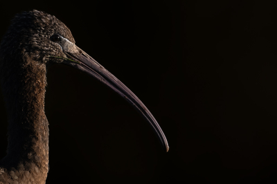 <i class='fa fa-user'></i> kevinhollmann |   Zwarte Ibis  <i class='fa fa-eye'> 156</i>  <i class='fa fa-thumbs-up'> 6</i>   <i class='fa fa-comment-o'> 18</i>