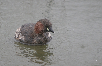 Het begon vandaag met veel regen in de OVP, maar we zaten gelukkig goed droog in de hut bij de Lepelaarsplassen en we werden vermaakt door de dodaarsen.
Canon Eos 20d en Sigma 50-500mm Apo DG.