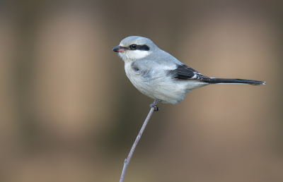 Vandaag op zoek geweest naar de klapekster. Als de vogel dan zo dichtbij komt zitten, dan kan je dag niet meer stuk!