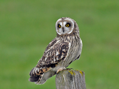 Dit was wel het meest spannende moment van het afgelopen vogeljaar, Een Velduil vlak voor me op een paaltje. Zo lang naar uitgekeken en eindelijk gelukt.......