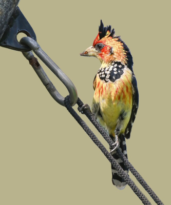 <i class='fa fa-user'></i> John Saxofoonbird |   Kuifbaardvogel  <i class='fa fa-eye'> 202</i>  <i class='fa fa-thumbs-up'> 7</i>   <i class='fa fa-comment-o'> 7</i>