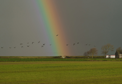 Zelden zo'n sterke regenboog gezien. Die dag richting en in Friesland zeker 7 stuks gezien.

De Brandganzen vlogen mooi in de richting. Op de achtergrond een nog grotere zwerm vogels.

Ja , de vogels zijn redelijk klein in beeld en vliegen richting de regenboog, maar vindt het toch een aardig beeld en waard om ook hier te plaatsen.

Uit de hand genomen.