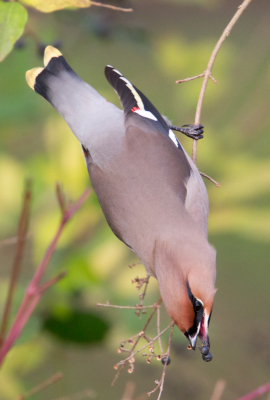 <i class='fa fa-user'></i> Martijn Schot |   Pestvogel  <i class='fa fa-eye'> 223</i>   <i class='fa fa-comment-o'> 5</i>