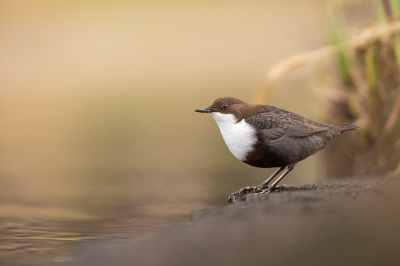 Cinclus cinclus / Waterspreeuw / White-throated Dipper