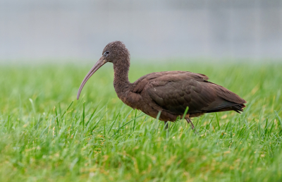 <i class='fa fa-user'></i> John_Jak |   Zwarte Ibis  <i class='fa fa-eye'> 246</i>  <i class='fa fa-thumbs-up'> 1</i>   <i class='fa fa-comment-o'> 10</i>