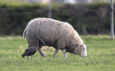 Zo'n zwarte ibis is exotische verschijning als je die vlak naast een schaap in de wei ziet lopen.