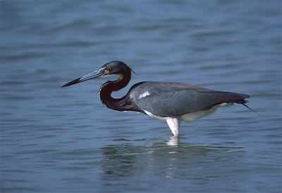 <i class='fa fa-user'></i> Karel Mauer | Witbuikreiger  <i class='fa fa-eye'> 331</i>  <i class='fa fa-thumbs-up'> 1</i>   <i class='fa fa-comment-o'> 0</i>