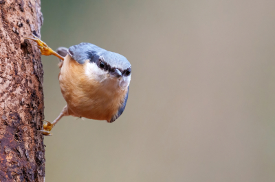 Eigenlijk hoopten we op de middelste bonte specht bij het Zandhovense bos. Het was zoals gewoonlijk echt grijs Nederlands weer dus de sluitertijd al afgestemd op die hoge iso die ik niet hoger wilde zetten toen deze de hoek om kwam. Ik kon twee keer schieten en een was er echt scherp op 1/125. Uiteindelijk moest ik het hier mee doen want de specht heb ik helaas niet gezien.