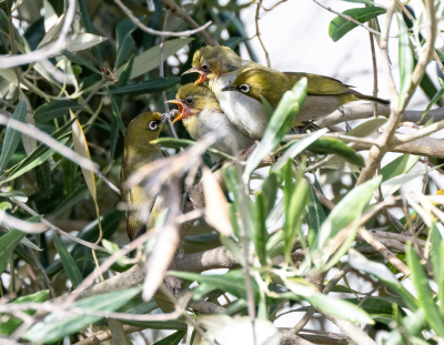 <i class='fa fa-user'></i> John Saxofoonbird |   Kaapse Brilvogel  <i class='fa fa-eye'> 152</i>   <i class='fa fa-comment-o'> 3</i>