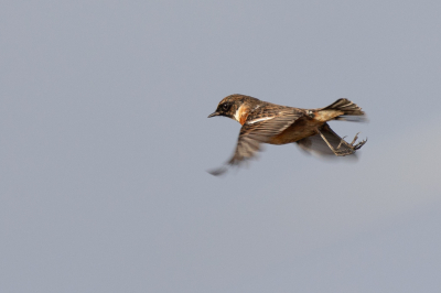 Toch regelmatig dansend opvliegend, zodat ik deze roodborsttapuit vast kon leggen.
De lichte streep achter de vogel is een windmolenwiek, waarvan er bij ons in de Wieringermeer veel te veel staan.