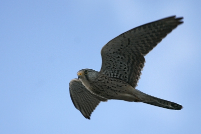 Deze valk bleef mooi voor de auto hangen. Het (avond)licht was al niet zo best meer maar volgens mij kan hij er nog mee door. 
Canon 20D, Canon 100/400 op 400mm, 1/560, F5.6, ISO 200