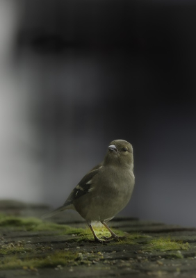 <i class='fa fa-user'></i> DijkstraSJR |   Vink  <i class='fa fa-eye'> 159</i>  <i class='fa fa-thumbs-up'> 3</i>   <i class='fa fa-comment-o'> 5</i>