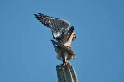 Dit was een toevalstreffer. Ik was dit vrouwtjes torenvalk aan het fotograferen, omdat het mooi in het licht zat op niet al te grote afstand, toen ze werd aangevallen. Bleek dus geen aanval. Het leverde wel een aantal mooie foto's op.