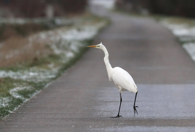 <i class='fa fa-user'></i> Gert |   Grote Zilverreiger  <i class='fa fa-eye'> 171</i>   <i class='fa fa-comment-o'> 3</i>