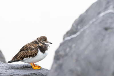 Koude en grauwe dag , maar toch even een wandeling gedaan op het strand en staketsel van Oostende waar ik deze steenloper tegen kwam. Wat zijn het toch mooie vogels!