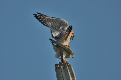 Dit was een toevalstreffer. Ik was dit vrouwtjes torenvalk aan het fotograferen, omdat het mooi in het licht zat op niet al te grote afstand, toen ze werd aangevallen. Bleek dus geen aanval. Het leverde wel een aantal mooie foto's op.