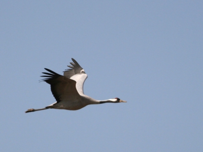 een fascinerende vogel, zeker als hij eerst recht op je af komt vliegen.
canon 350D, 400mm, F5.6, 1/1600 sec