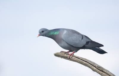 Deze keer getest om te kijken hoe de foto er uit ziet op het oude en nieuwe Birdpix met exact dezelfde bewerkingen. Dus verscherpingen etc. zijn gelijk het enigste verschil is uiteraard da afmetingen dus hier nog 1024 px. en op het nieuwe Birdpix 1600 px. breed. Op het nieuwe Birdpix was ik tevreden over het resultaat ook wat betreft scherpte