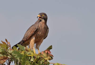 <i class='fa fa-user'></i> KVdV61 |   Sprinkhaanbuizerd  <i class='fa fa-eye'> 240</i>  <i class='fa fa-thumbs-up'> 1</i>   <i class='fa fa-comment-o'> 4</i>