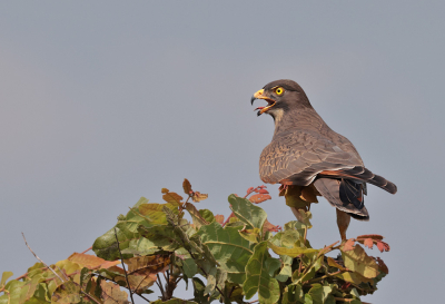 <i class='fa fa-user'></i> KVdV61 |   Sprinkhaanbuizerd  <i class='fa fa-eye'> 249</i>  <i class='fa fa-thumbs-up'> 1</i>   <i class='fa fa-comment-o'> 2</i>
