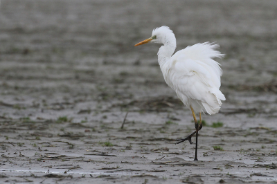 <i class='fa fa-user'></i> Gert |   Grote Zilverreiger  <i class='fa fa-eye'> 184</i>  <i class='fa fa-thumbs-up'> 1</i>   <i class='fa fa-comment-o'> 7</i>