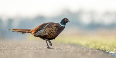 Eindelijk scheen gisteren het zonnetje weer eens en kon ik in mijn lunchpauze even een rondje Onlanden rijden. Weinig vogels lieten zich zien tot dat deze fazant voor mijn auto de weg over stak. Auto aan de kant en op de weg gaan liggen zodat ik hem met laag standpunt kon vast leggen.