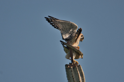 Dit was een toevalstreffer. Ik was dit vrouwtjes torenvalk aan het fotograferen, omdat het mooi in het licht zat op niet al te grote afstand, toen ze werd aangevallen. Bleek dus geen aanval. Het leverde wel een aantal mooie foto's op.