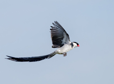 <i class='fa fa-user'></i> John Saxofoonbird |   Dominicanerwida  <i class='fa fa-eye'> 179</i>   <i class='fa fa-comment-o'> 4</i>