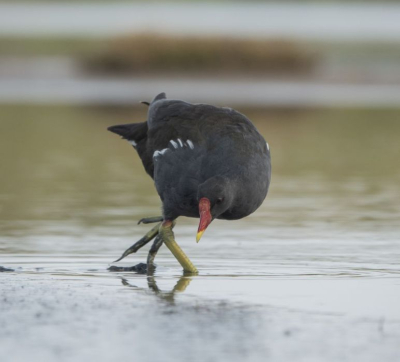 Genomen vanuit een vogelkijkhut in de Breebaartpolder, Groningen. Een mooi laagstandpunt. Ik vond vooral de pose zo leuk alsof hij een dansje opvoerde of een Yoga standje deed dat kan ook.