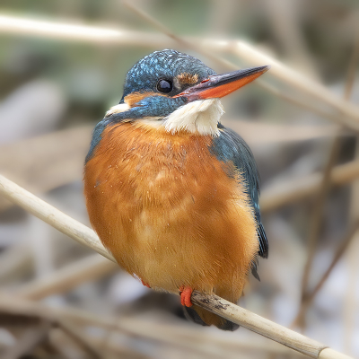 <i class='fa fa-user'></i> henksteen |   IJsvogel  <i class='fa fa-eye'> 222</i>  <i class='fa fa-thumbs-up'> 2</i>   <i class='fa fa-comment-o'> 7</i>