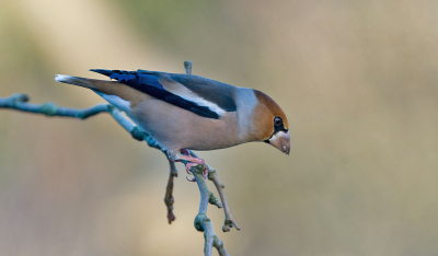 <i class='fa fa-user'></i> Ties Niehof |   Appelvink  <i class='fa fa-eye'> 223</i>  <i class='fa fa-thumbs-up'> 5</i>   <i class='fa fa-comment-o'> 7</i>