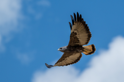 <i class='fa fa-user'></i> Edwin Tuyn |   Witstaartbuizerd  <i class='fa fa-eye'> 179</i>  <i class='fa fa-thumbs-up'> 3</i>   <i class='fa fa-comment-o'> 5</i>