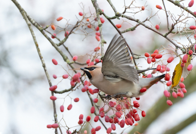 <i class='fa fa-user'></i> Geerie |   Pestvogel  <i class='fa fa-eye'> 210</i>   <i class='fa fa-comment-o'> 4</i>
