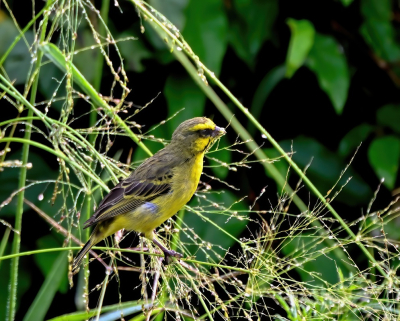 <i class='fa fa-user'></i> John Saxofoonbird |   Mozambiquesijs  <i class='fa fa-eye'> 130</i>   <i class='fa fa-comment-o'> 1</i>