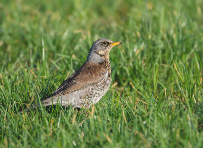 <i class='fa fa-user'></i> Hillebrand Keun |   Kramsvogel  <i class='fa fa-eye'> 151</i>  <i class='fa fa-thumbs-up'> 2</i>   <i class='fa fa-comment-o'> 3</i>