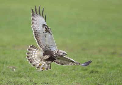<i class='fa fa-user'></i> horneman69 |   Ruigpootbuizerd  <i class='fa fa-eye'> 280</i>  <i class='fa fa-thumbs-up'> 11</i>   <i class='fa fa-comment-o'> 7</i>