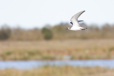 Een witwangstern in zijn biotoop in de Ebro Delta. Foto van een tijdje geleden, met beter lichtomstandigheden dan de laatste weken hier in Belgi.