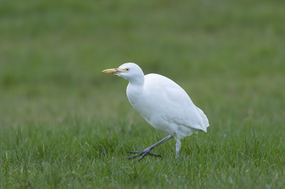 <i class='fa fa-user'></i> henksteen |   Koereiger  <i class='fa fa-eye'> 161</i>  <i class='fa fa-thumbs-up'> 2</i>   <i class='fa fa-comment-o'> 3</i>