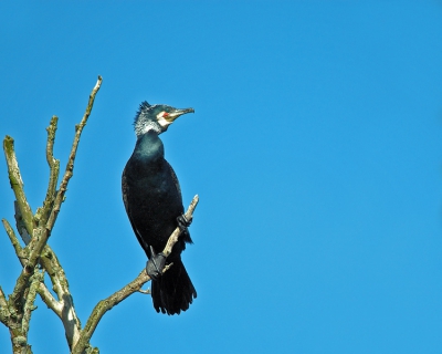 De kolonie in de AWD duinen is altijd een bezoekje waard, vind het alleen moeilijk met belichting ze goed te fotograferen, vooral als ze vliegen, maar observeren is ook mooi. Toch deze foto geplaatst.