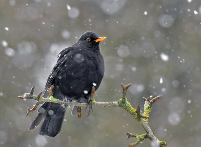 Je maakt wat mee als Merelman. Wekenlang word je gegeseld door heftige regenbuien, dan wel irritante motregens en nu zit je om de haverklap in een forse sneeuwbui. Er valt geen peil op te trekken, maar wat me hoop geeft zijn de al bijna bottende knoppen van de perenboom waar ik op zit............