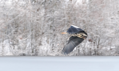 <i class='fa fa-user'></i> pabos |   Blauwe Reiger  <i class='fa fa-eye'> 184</i>   <i class='fa fa-comment-o'> 5</i>