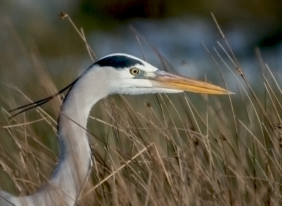 <i class='fa fa-user'></i> Hillebrand Keun |   Blauwe Reiger  <i class='fa fa-eye'> 154</i>  <i class='fa fa-thumbs-up'> 3</i>   <i class='fa fa-comment-o'> 7</i>