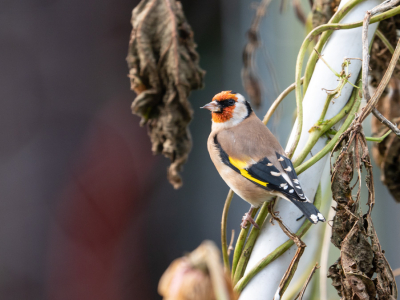 Deze ging in de tuin zitten en ik kon door het raam heen een foto maken ,net tussen de planten door.