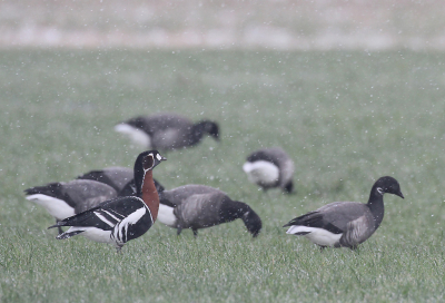 Elk jaar kom je wel een verdwaalde Roodhalsgans tegen in het Lauwersmeer. Zo ook deze gans, die zich ophield bij een grote groep rotganzen. Hier tijdens een sneeuwbuitje...