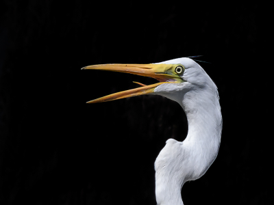 <i class='fa fa-user'></i> Edwin Tuyn |   Grote Zilverreiger  <i class='fa fa-eye'> 189</i>  <i class='fa fa-thumbs-up'> 2</i>   <i class='fa fa-comment-o'> 2</i>