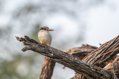 Een gestreepte ijsvogel omringd door een boog op de achtergrond. De ijsvogel zat in een boom langs de kant van de weg, waardoor ik deze kon fotograferen vanuit de jeep.