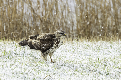 <i class='fa fa-user'></i> DijkstraSJR |   Buizerd  <i class='fa fa-eye'> 217</i>  <i class='fa fa-thumbs-up'> 1</i>   <i class='fa fa-comment-o'> 5</i>